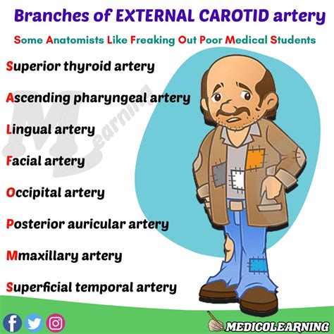 Branches Of External Carotid Artery Mnemonic