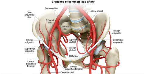 Branches Of External Iliac Artery
