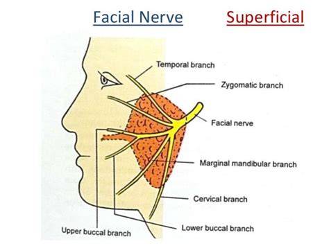 Branches Of Facial Nerve In Parotid Gland