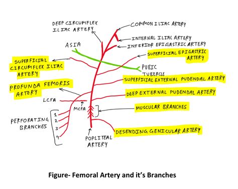 Branches Of Femoral Artery
