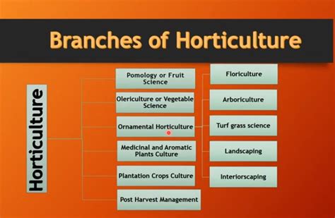 Branches Of Horticulture