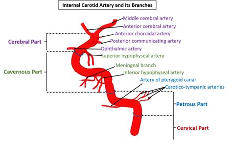 Branches Of Internal Carotid Artery