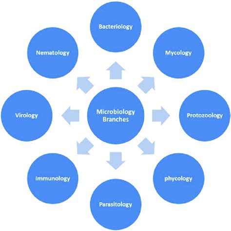 Branches Of Microbiology