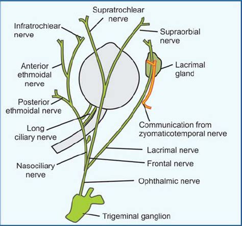 Branches Of Nasociliary Nerve