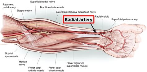 Branches Of Radial Artery