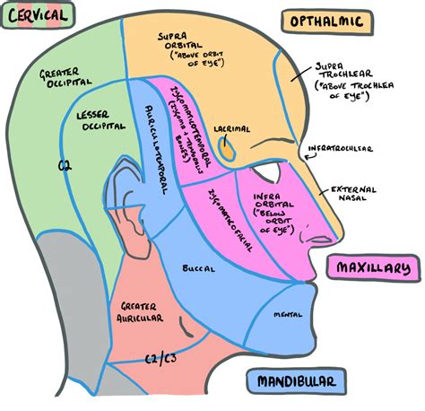 Branches Of Trigeminal Nerve