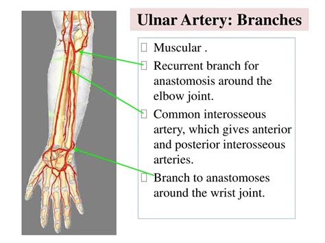 Branches Of Ulnar Artery