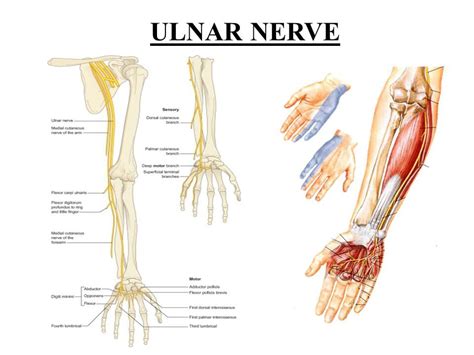 Branches Of Ulnar Nerve