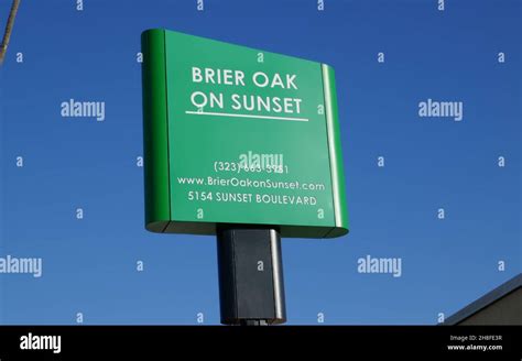 Brier Oak On Sunset