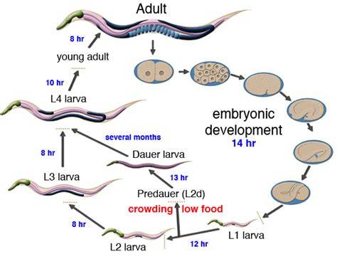 C. Elegans Life Cycle
