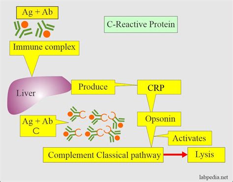 C Reactive Protein Lower
