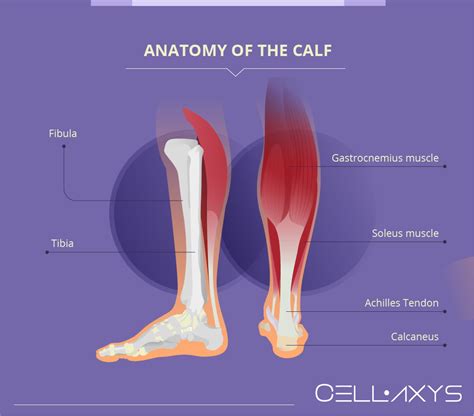 Calf Injury Recovery Time