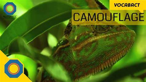 Camouflage Meaning Of