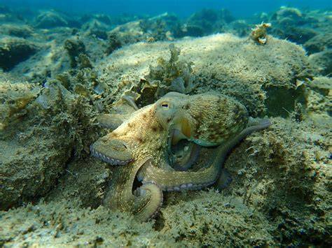 Camouflage Of An Octopus