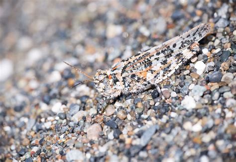 Camouflage Of Grasshopper