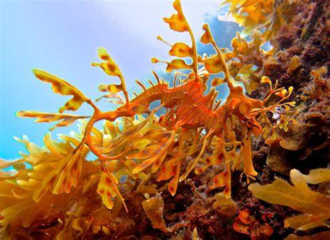 Camouflage Of Leafy Sea Dragon