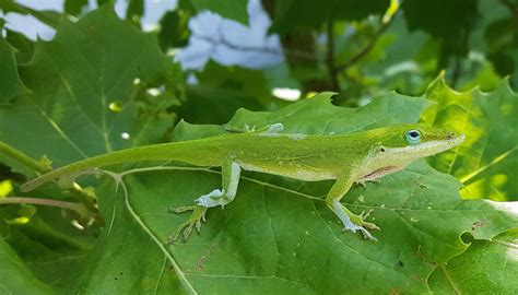 Camouflage Of Lizard