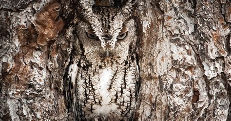Camouflage Of Owl