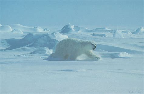 Camouflage Of Polar Bear