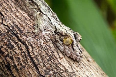 Camouflage Pictures Of Animals