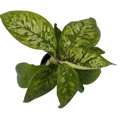 Camouflage Queen Of Hearts Plant