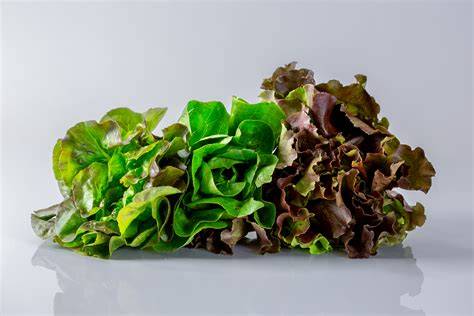 Can Babies Eat Lettuce