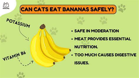 Can Cats Eat Bananas