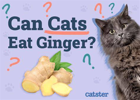 Can Cats Eat Ginger