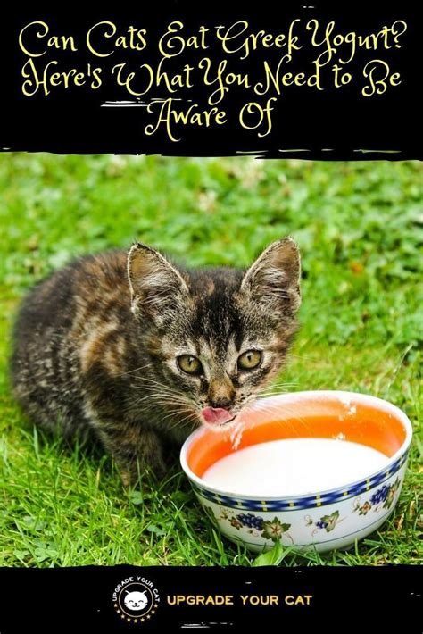 Can Cats Eat Greek Yogurt