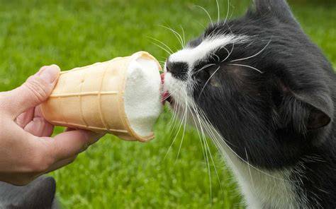 Can Cats Eat Ice Cream Vanilla