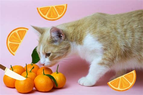 Can Cats Eat Oranges
