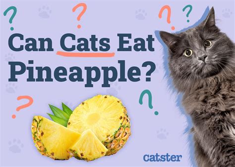 Can Cats Eat Pineapple