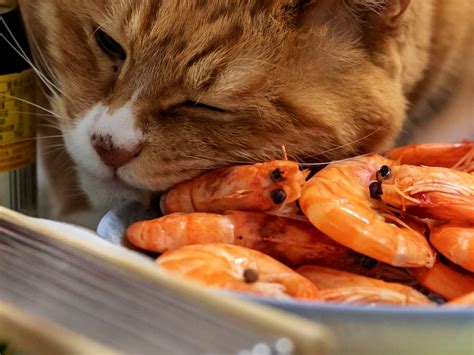 Can Cats Eat Shrimp