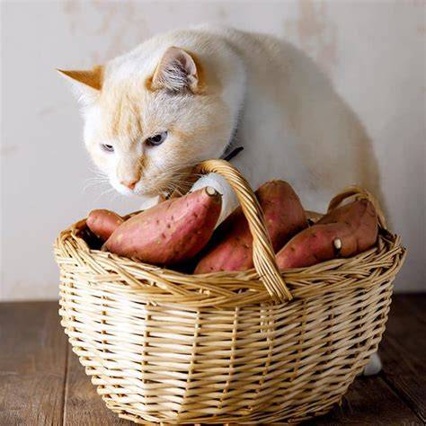 Can Cats Eat Sweet Potato