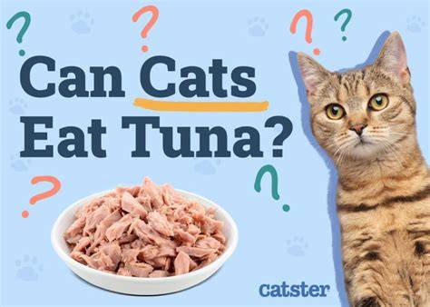 Can Cats Eat Tuna