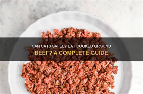 Can Cats Eat Unseasoned Ground Beef