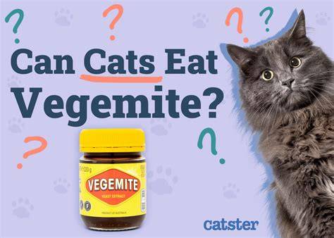 Can Cats Eat Vegemite