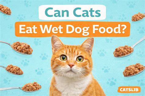 Can Cats Eat Wet Dog Food