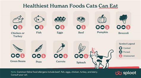 Can Cats Eat You When You Die