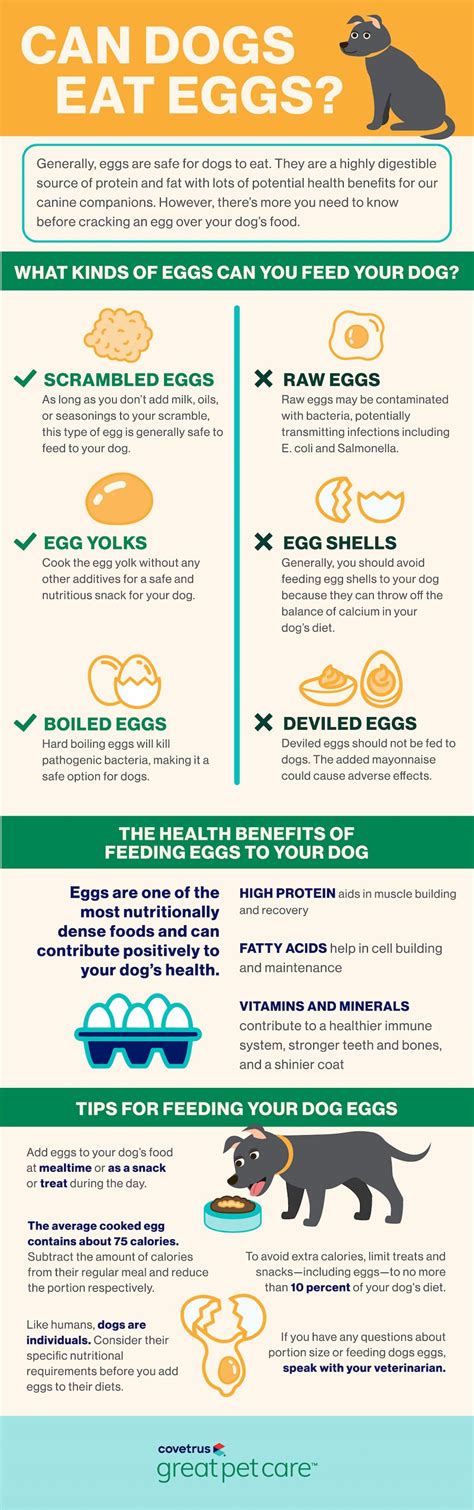 Can Dogs Eat Eggs Everyday