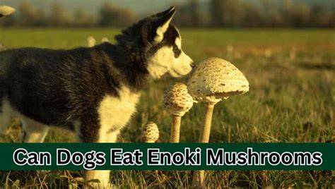 Can Dogs Eat Enoki Mushrooms