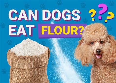 Can Dogs Eat Flour
