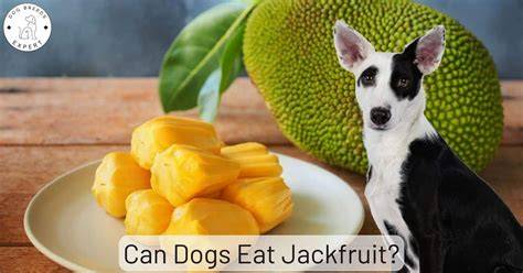 Can Dogs Eat Jackfruit