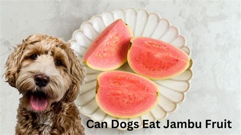Can Dogs Eat Jambu