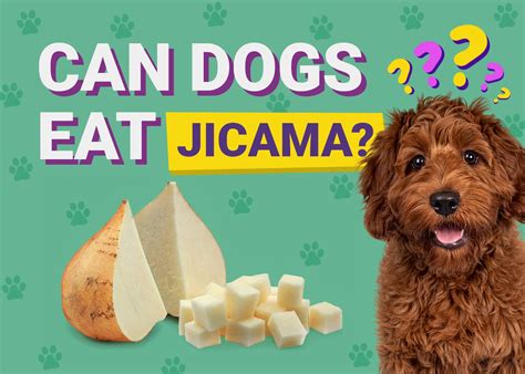 Can Dogs Eat Jicama