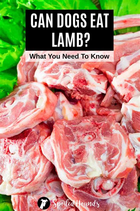 Can Dogs Eat Lamb