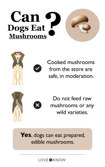Can Dogs Eat Mushrooms