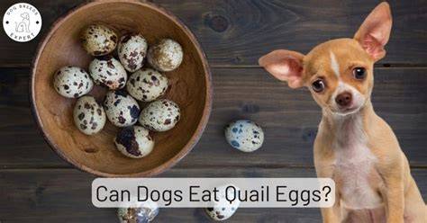Can Dogs Eat Quail Eggs Raw