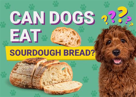 Can Dogs Eat Sourdough Bread