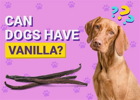 Can Dogs Eat Vanilla